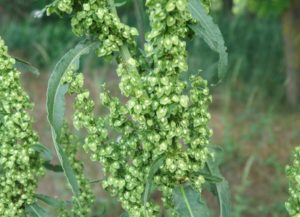 Rumex crispus (Щавель кудрявый)