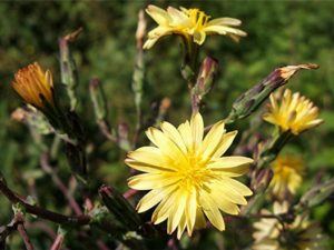 Lactuca virosa (Латук ядовитый)