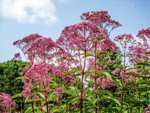 Eupatorium purpureum (Посконник пурпурный)