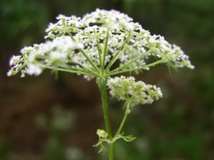 Conium maculatum (Болиголов) (продолжение...)