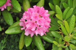 Rhododendron (Рододендрон золотистый)