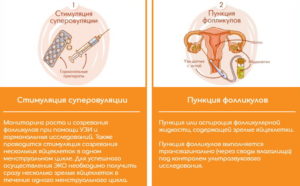 Суперовуляция