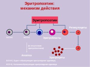 Эритропоэтин понижен, а эротроциты повышены, влияние гломерулонефрита ?