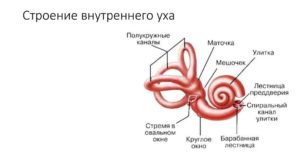 Клиническая анатомия внутреннего уха