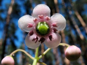 Chimaphila umbellata (Грушевка)