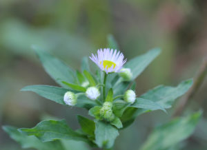 Erigeron - leptilon canadense (Мелколепестник канадский)