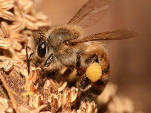 Apis Mellifica (Пчелиный яд)