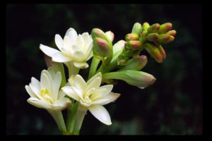 Эфирное масло туберозы (Polianthus tuberosa)