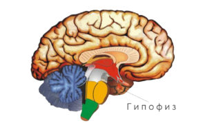 Pituitary gland (Гипофиз)