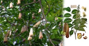 Бальзамовое дерево перуанское