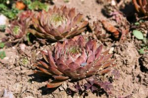 Sempervivum tectorum