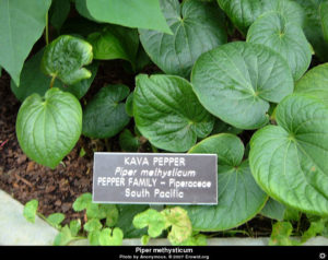 Piper methysticum (Корень полинезийского перца кава)