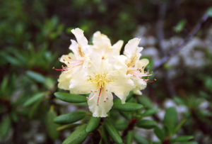 Rhododendron (Рододендрон золотистый)