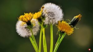 Taraxacum (Одуванчик)