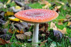 Agaricus muscarius (Красный мухомор)