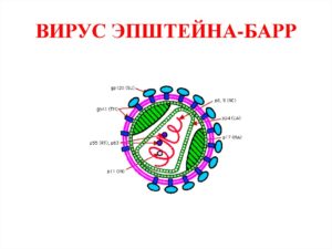 Гамма-герпесвирусы (Gamma-herpesvirinae): вирус Эпштейна-Барр