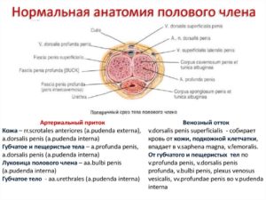 Частичное онемение полового члена