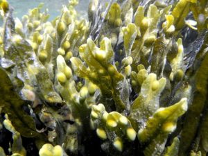 Fucus vesiculosus Фукус (морская водоросль, богатая йодом)