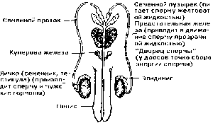 Куперова жидкость не выделяется.