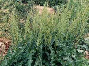 Rumex crispus (Щавель кудрявый)