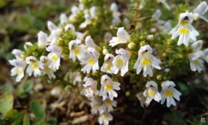 Euphrasia (Очанка)