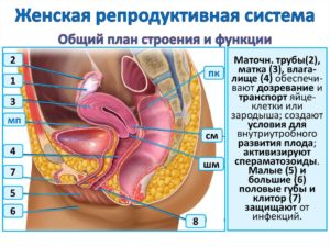 Женская репродуктивная система (продолжение...)