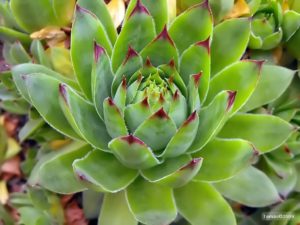 Sempervivum tectorum