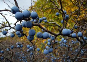 Prunus spinosa (Терн)