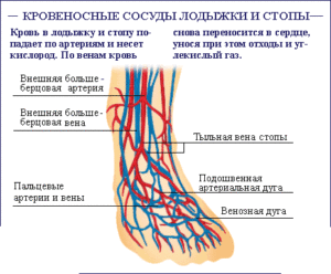 Кровеносная система стопы