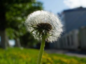 Taraxacum (Одуванчик)