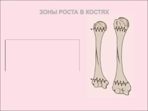 Зоны роста костей