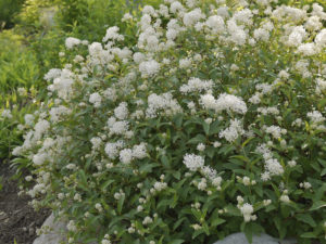 Ceanothus americanus (Краснокоренник американский)