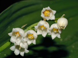 Convallaria majalis (Ландыш)