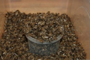 Пчелиный подмор, применение в лечении