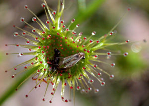 Drosera (Росянка)