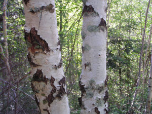 Эфирное масло березы (Betula pendula) - кора