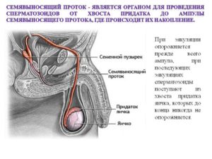 болит семявыносящий проток