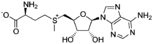 S-аденозилметионин (SAM-e) – общее представление