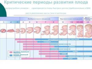 Внутриутробное инфицирование плода по триместрам развития беременности (продолжение...)