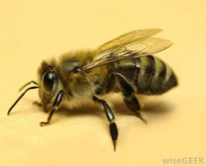 Apis Mellifica (Пчелиный яд)