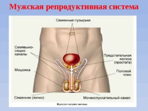 Репродуктивная система мужчины