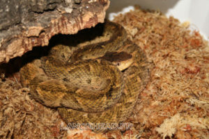 Bothrops lanciolatus - lachesis lanciolatus (Желтая гадюка)