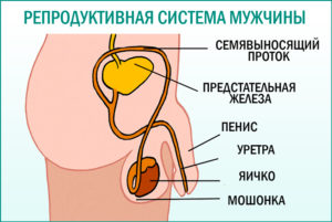 Репродуктивная система мужчины