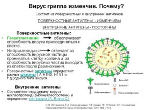 Протокол детального пиросеквенирования М2 вируса гриппа А(H1N1) для тестирования восприимчивости вируса гриппа А(H1N1) к антивирусным препаратам