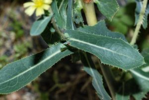 Lactuca virosa (Латук ядовитый)