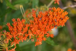 Asclepias tuberosa (Ваточник клубненосный)