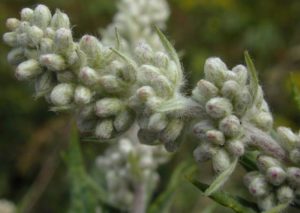 Artemisia vulgaris (Полынь обыкновенная)