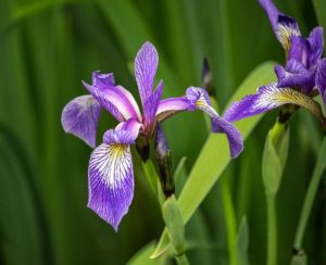 Iris versicolor (Ирис пестрый)