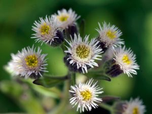 Erigeron - leptilon canadense (Мелколепестник канадский)