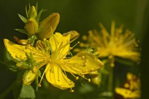 Hypericum perforatum (Зверобой продырявленный)